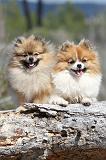 SPITZ ALLEMAND 323